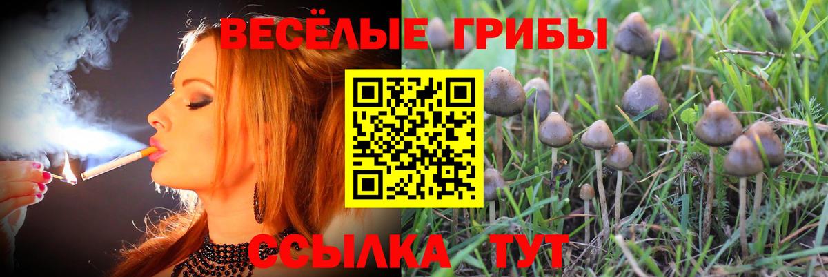 Гудермес  Галлюциногенные грибы Magic Shrooms  Вход с VPN 